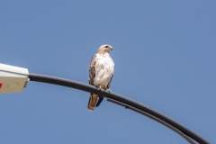 11-Red-Tail-Hawk-at-Oshkosh