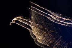 Eagle-