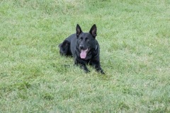 K-9-Security-1-