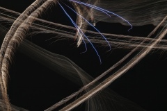 wild-2-